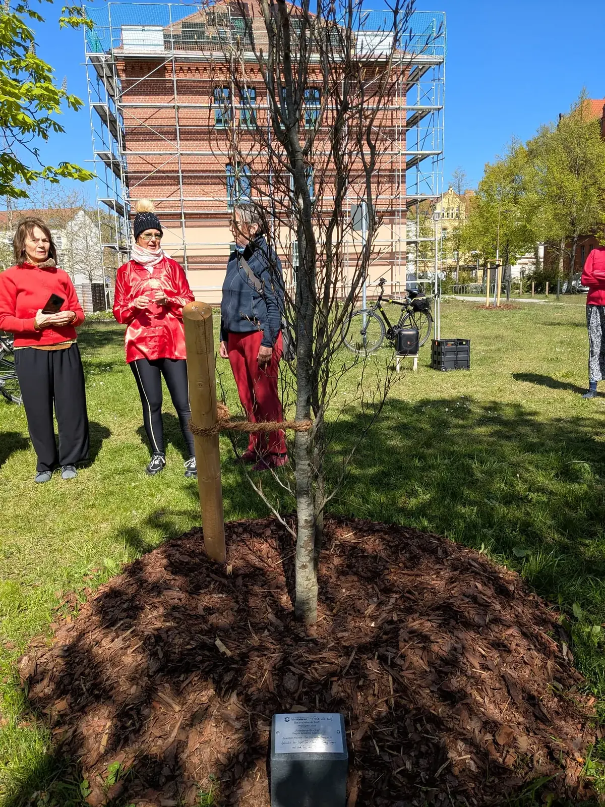 Vereinsmitglieder bei der Pflanzung einer Friedensbuche in Wittenberg im Jahr 2026
